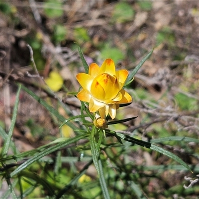 Xerochrysum viscosum (Sticky Everlasting) at Hawker, ACT - 16 Oct 2024 by sangio7