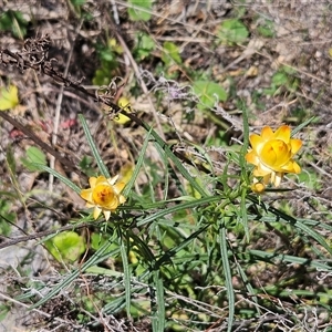 Xerochrysum viscosum at Hawker, ACT - 16 Oct 2024 12:20 PM