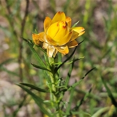 Xerochrysum viscosum (Sticky Everlasting) at Hawker, ACT - 16 Oct 2024 by sangio7