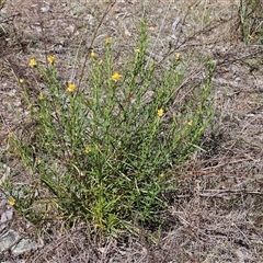 Xerochrysum viscosum at Hawker, ACT - 16 Oct 2024