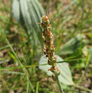 Plantago varia at Hawker, ACT - 16 Oct 2024