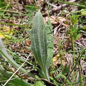 Plantago varia at Hawker, ACT - 16 Oct 2024