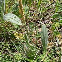 Plantago varia at Hawker, ACT - 16 Oct 2024