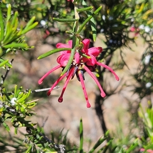 Grevillea sp. at Hawker, ACT - 16 Oct 2024