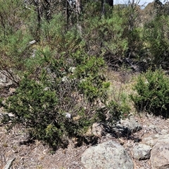 Grevillea sp. at Hawker, ACT - 16 Oct 2024