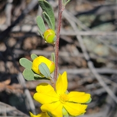 Hibbertia obtusifolia (Grey Guinea-flower) at Hawker, ACT - 16 Oct 2024 by sangio7