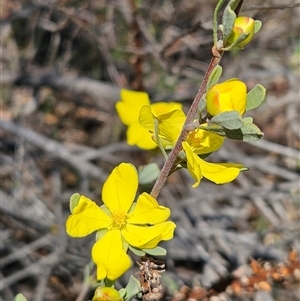 Hibbertia obtusifolia at Hawker, ACT - 16 Oct 2024 12:32 PM