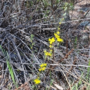 Hibbertia obtusifolia at Hawker, ACT - 16 Oct 2024 12:32 PM