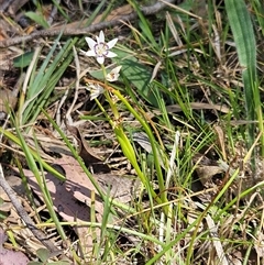 Wurmbea dioica subsp. dioica (Early Nancy) at Hawker, ACT - 16 Oct 2024 by sangio7