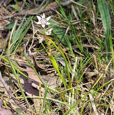 Wurmbea dioica subsp. dioica (Early Nancy) at Hawker, ACT - 16 Oct 2024 by sangio7