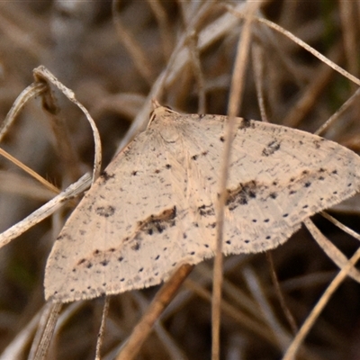 Taxeotis stereospila (Taxeotis stereospila) at Strathnairn, ACT - 16 Oct 2024 by Thurstan