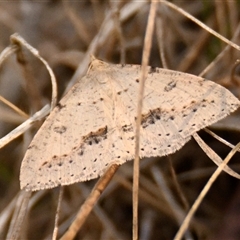 Taxeotis stereospila at Strathnairn, ACT - 17 Oct 2024 10:16 AM