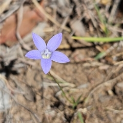 Wahlenbergia capillaris (Tufted Bluebell) at Hawker, ACT - 16 Oct 2024 by sangio7