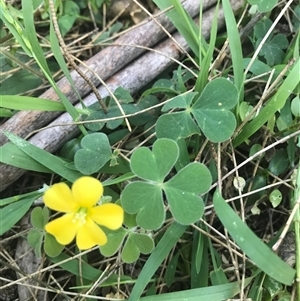 Oxalis sp. at Murrah, NSW - 17 Oct 2024 01:00 PM