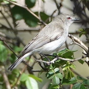 Gerygone fusca at Hall, ACT - 17 Oct 2024 10:40 AM