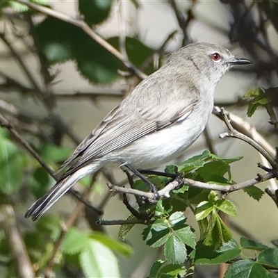 Gerygone fusca (Western Gerygone) at Hall, ACT - 17 Oct 2024 by Anna123