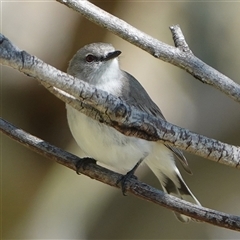 Gerygone fusca at Hall, ACT - 17 Oct 2024 10:40 AM