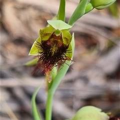 Calochilus paludosus (Strap Beard Orchid) at Monga, NSW - 17 Oct 2024 by clarehoneydove