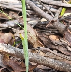 Calochilus paludosus at Monga, NSW - 17 Oct 2024