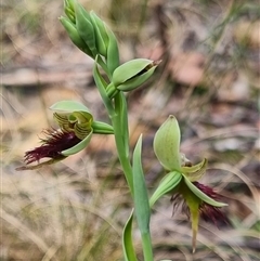 Calochilus paludosus at Monga, NSW - 17 Oct 2024