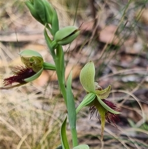 Calochilus paludosus at Monga, NSW - 17 Oct 2024