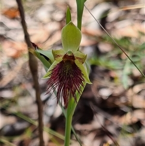 Calochilus paludosus at Monga, NSW - 17 Oct 2024