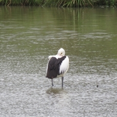 Pelecanus conspicillatus (Australian Pelican) at Moss Vale, NSW - 14 Oct 2024 by Span102