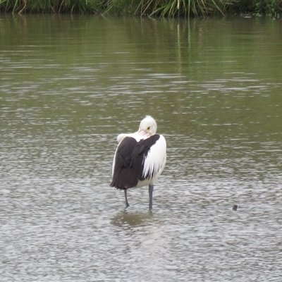 Pelecanus conspicillatus (Australian Pelican) at Moss Vale, NSW - 14 Oct 2024 by Span102