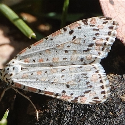 Utetheisa pulchelloides (Heliotrope Moth) at Hall, ACT - 17 Oct 2024 by Anna123