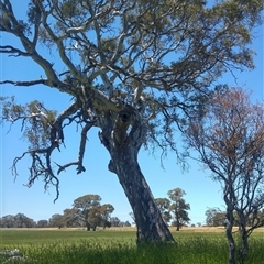 Eucalyptus viminalis by MB