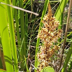 Lomandra longifolia (Spiny-headed Mat-rush, Honey Reed) at Hawker, ACT - 16 Oct 2024 by sangio7