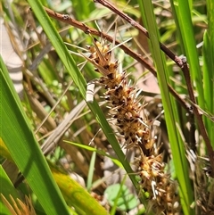 Lomandra longifolia (Spiny-headed Mat-rush, Honey Reed) at Hawker, ACT - 16 Oct 2024 by sangio7