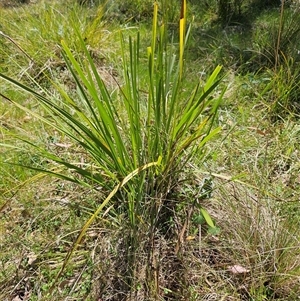 Lomandra longifolia at Hawker, ACT - 16 Oct 2024