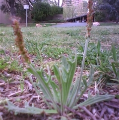 Plantago varia at Kingston, ACT - 9 Oct 2010 by JasonPStewartNMsnc2016