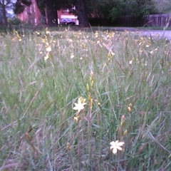 Bulbine bulbosa (Golden Lily, Bulbine Lily) at Kingston, ACT - 12 Oct 2010 by JasonPStewartNMsnc2016