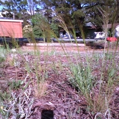 Austrostipa scabra (Corkscrew Grass, Slender Speargrass) at Kingston, ACT - 14 Oct 2010 by JasonPStewartNMsnc2016