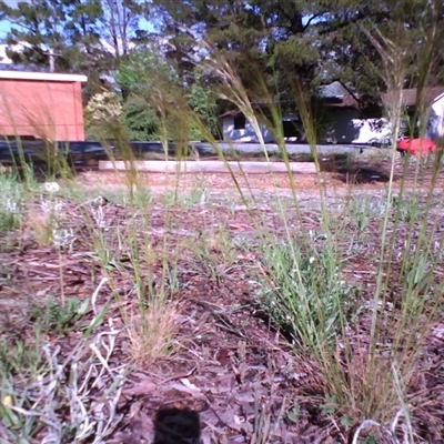 Austrostipa scabra (Corkscrew Grass, Slender Speargrass) at Kingston, ACT - 13 Oct 2010 by JasonPStewartNMsnc2016