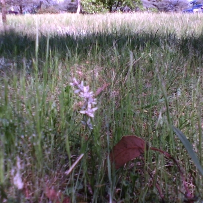 Wurmbea dioica subsp. dioica (Early Nancy) at Kingston, ACT - 14 Oct 2010 by JasonPStewartNMsnc2016