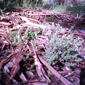 Pultenaea procumbens at Kingston, ACT - 14 Oct 2010