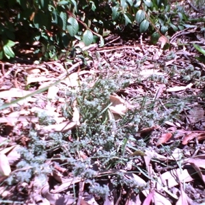 Pultenaea procumbens at Kingston, ACT - 14 Oct 2010