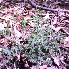 Pultenaea procumbens at Kingston, ACT - 14 Oct 2010