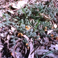 Pultenaea at Kingston, ACT - 22 Oct 2010 03:51 PM