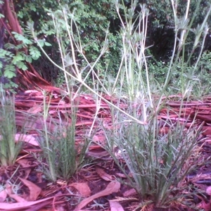 Eryngium ovinum at Kingston, ACT - 2 Nov 2010 07:14 PM