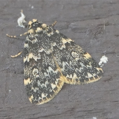 Halone coryphoea (Eastern Halone moth) at Hall, ACT - 17 Oct 2024 by Anna123