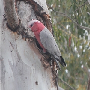 Eolophus roseicapilla at Cooma, NSW - 17 Oct 2024