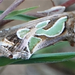 Cosmodes elegans (Green Blotched Moth) at Hall, ACT - 17 Oct 2024 by Anna123