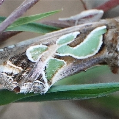 Cosmodes elegans (Green Blotched Moth) at Hall, ACT - 17 Oct 2024 by Anna123