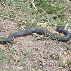 Pseudechis porphyriacus (Red-bellied Black Snake) at Cooma, NSW - 17 Oct 2024 by mahargiani