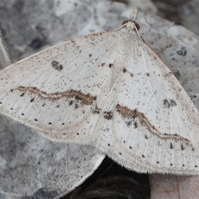 Taxeotis stereospila (Oval-spot Taxeotis (Oenochrominae) at Hall, ACT - 17 Oct 2024 by Anna123