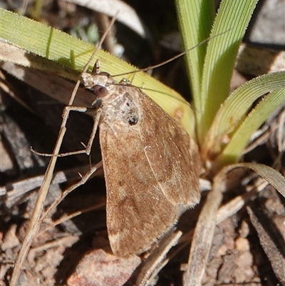 Metasia (genus) (A Crambid moth) at Hall, ACT - 17 Oct 2024 by Anna123